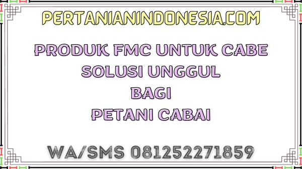 Produk FMC Untuk Cabe Solusi Unggul Bagi Petani Cabai